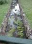 gal/Ile Maurice/_thb_SP_A0075_Pamplemouse_Garden_Pamplemousses_Garden.jpg